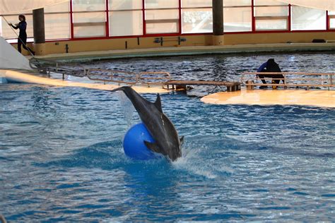 Dolphin Show National Aquarium In Baltimore Md 121238 Photograph By