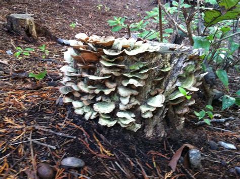 Edible Mushrooms That Grow On Tree Stumps Shag Weblogs Photographic