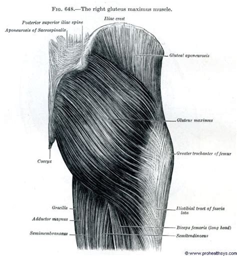 Muscles Of The Gluteal Region Prohealthsys