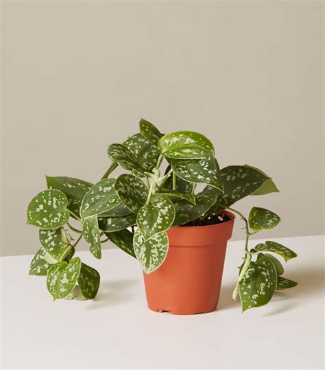 The 10 Best Indoor Hanging Plants That Thrive In Apartments