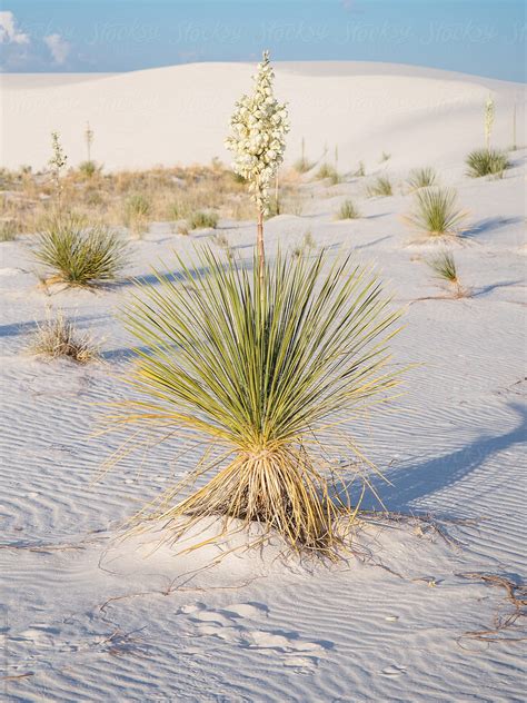 Cacti White Sands New Mexico By Stocksy Contributor J Anthony