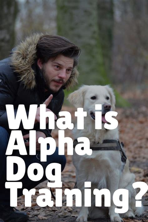 What Exactly Are Alpha Dog Training Methods Alpha Trained Dog