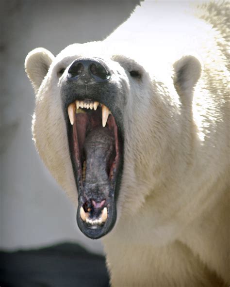 Polar Bear Stress Yawn 03 08 06 Polar Bear In Wild Arctic Flickr