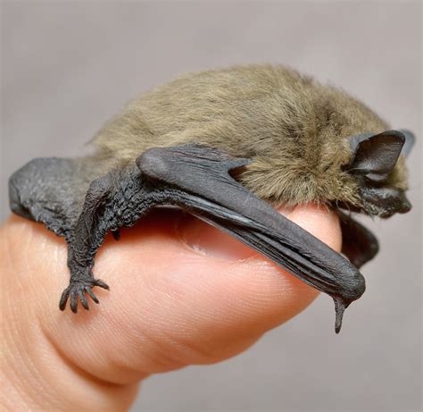 Bumblebee bat stock image z915 0043 science photo library. In defence of bats: beautifully designed mammals that ...