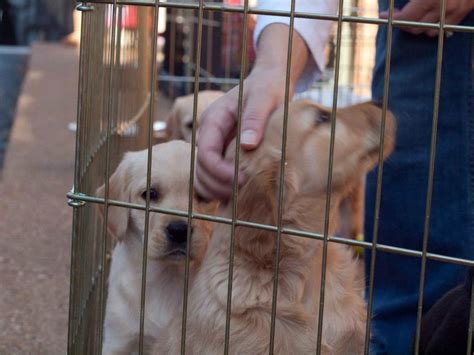 Dog Adoption Faq Noahs Ark Society Rescuing The Bottom 10