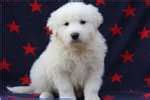 Visit our website at www.greenfieldpuppies.com to view them and more! Maremma Sheepdog Puppies for Sale from Reputable Dog Breeders