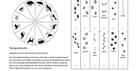 Um tierspuren im schnee zu erkennen, ist ein maßstab notwendig. Spurenuhr.pdf | Tierspuren, Tierspuren im schnee, Spuren im schnee