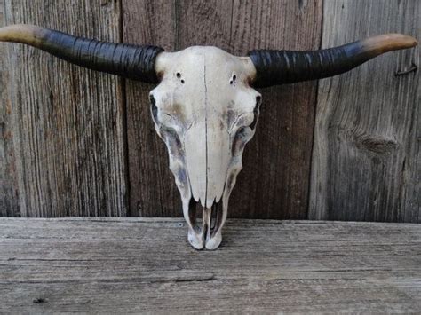 This white washed, brown plaster sculpture depicts the head of a horned male cow wearing a collar with silver tone hardware present to the underside. Cow Skull, Faux Taxidermy, Longhorn Skull, Steer Skull, Boho Wall Decor, Sunflower Wall Decor ...