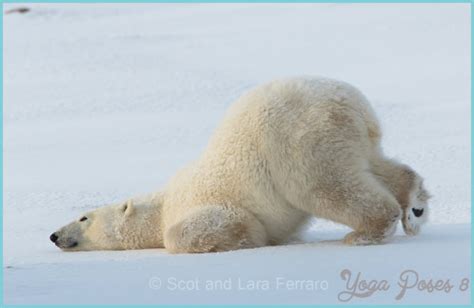 Polar Bear Yoga Pose