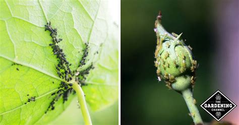 Whiteflies attack vegetable plants such as cabbage, citrus trees, eggplants, and potatoes. All About Aphids, and How to Kill Them - Gardening Channel