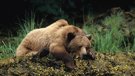 Hd Wallpaper Bear Brown Bear Sleep Wildlife Wild Animal Rest
