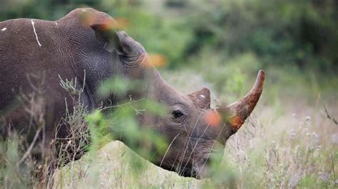 Rhino Poaching In Namibia Reaches Record High Abc News