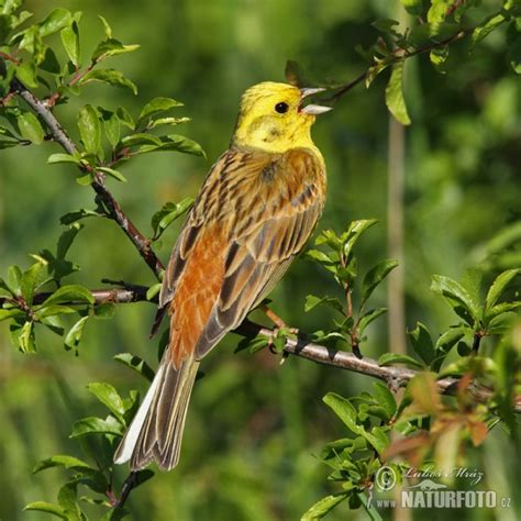 Emberiza Citrinella Pictures Yellowhammer Images Nature Wildlife