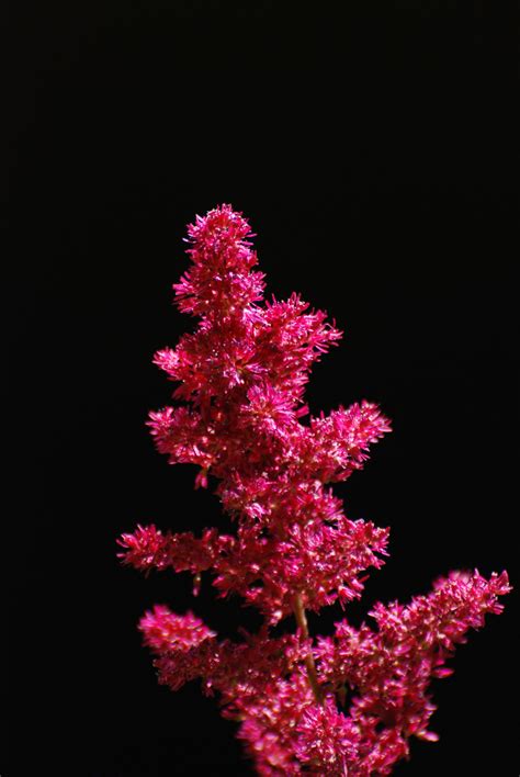 Free Images Nature Branch Flower Petal Red Nikon Pink Flora