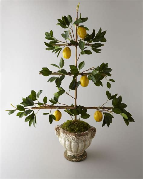 Meyer Lemon Tree Espalier