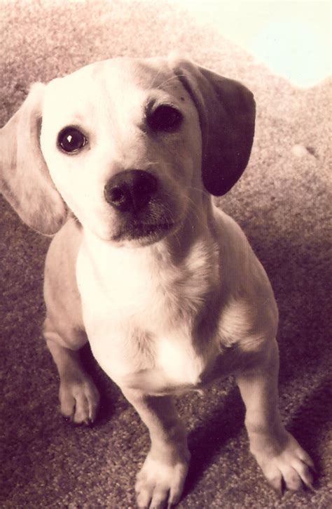 Since the sizes of both its parents differ significantly, the. Butters...my sweet, little lab chihuahua mix. I miss you Butters. | Cute little puppies ...