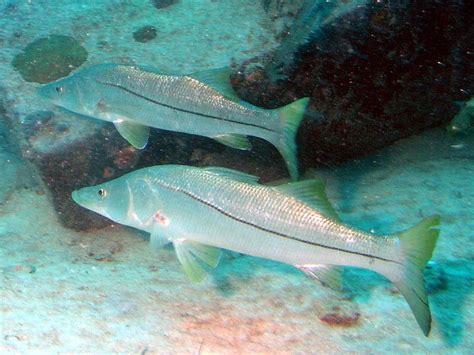Common Snook Matbio Fishes Matanzas Biodiversity · Inaturalist