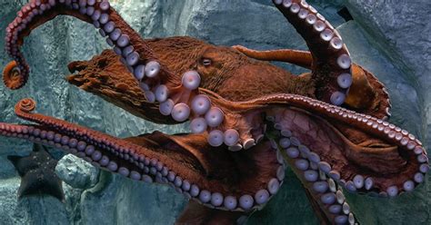 Giant Pacific Octopus · Tennessee Aquarium