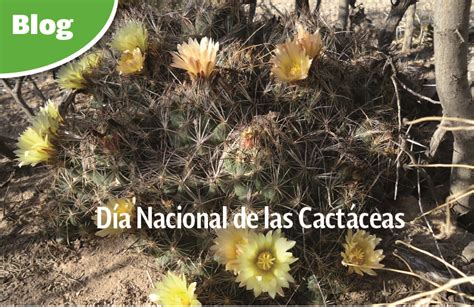 Día Nacional De Las Cactáceas Comisión Nacional De Áreas Naturales