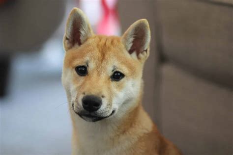 Shiba Inu Puppies The Ultimate Guide For New Dog Owners