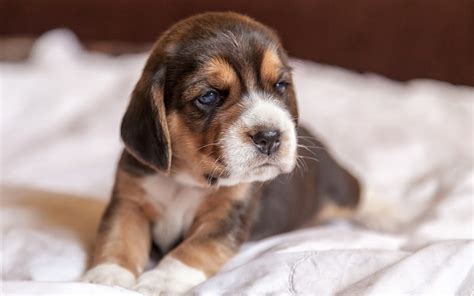 Beagle Puppy Sad Dog Pets Dogs Muzzle Cute Animals Beagle Dog