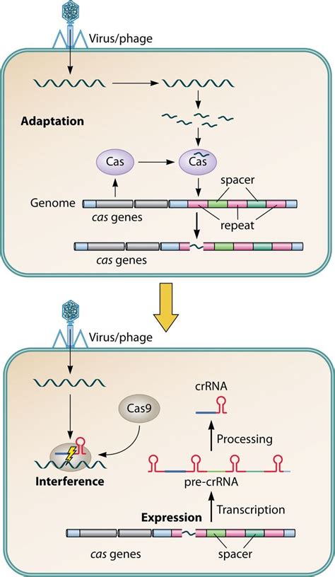 Genome Editing By Crispr Cas The Principle Of Genome Editing Is The