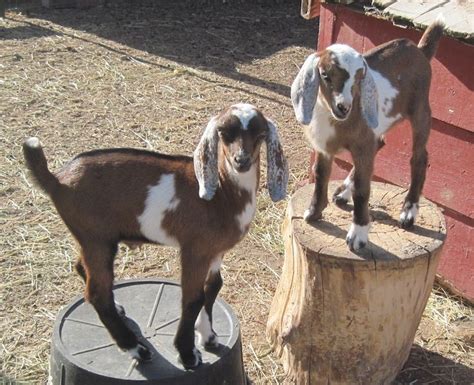 Mini Nubian Wethers At Briar Gate Farm Goats Dairy Goats Baby Goats