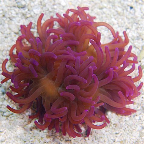 How Big Do Sea Anemones Grow