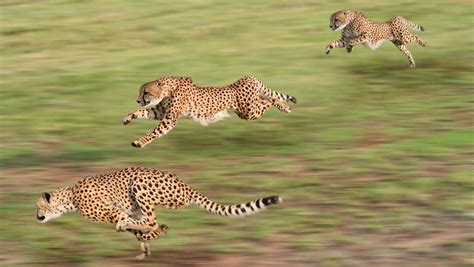 Animals Cheetahs Running Motion Blur Wallpapers Hd Desktop And