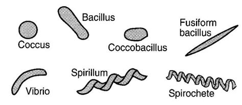 bacteria cells are the smallest living cells different types of bacteria vary in sizes shapes