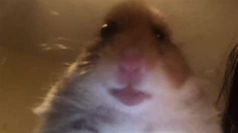 Create Meme The Hamster Looks At The Camera Meme The Hamster Looks At