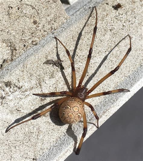 Latrodectus Geometricus Brown Widow Spider In Pasadena California