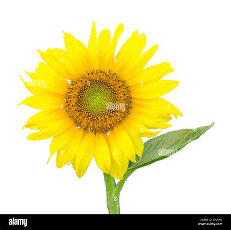 Single Isolated Sunflower Blossom Stock Photo Alamy