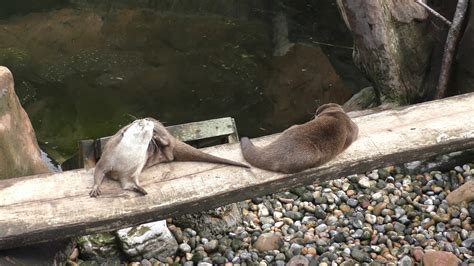 Asian Short Clawed Otters Living Coasts 29th August 2018 Youtube
