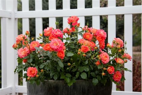 Container Rose Gardening Made Easy Learn To Grow Roses In Pots