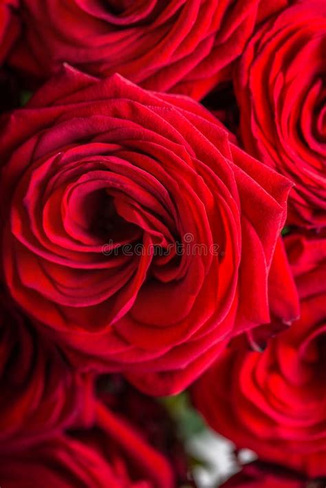 Beautiful Bouquet Of Red Roses Love And Romance Concept Stock Image