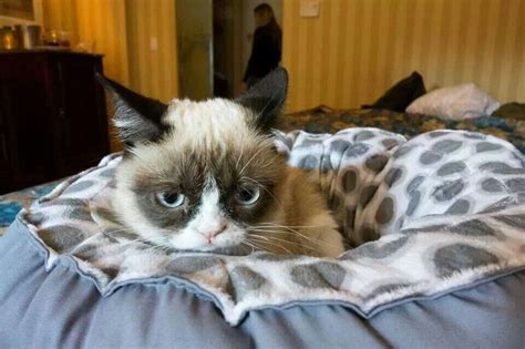 Tardar Sauce Grumpy Cat Humor Cat Memes Grumpy Kitty Grumpy Quotes