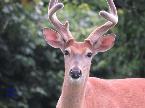 Whitetail Deer Mark Anglin Flickr