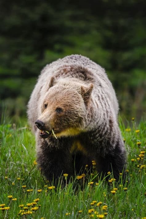 Grizzly Bear Ursus Arctos Horribilis Stock Photo Image Of Feeding