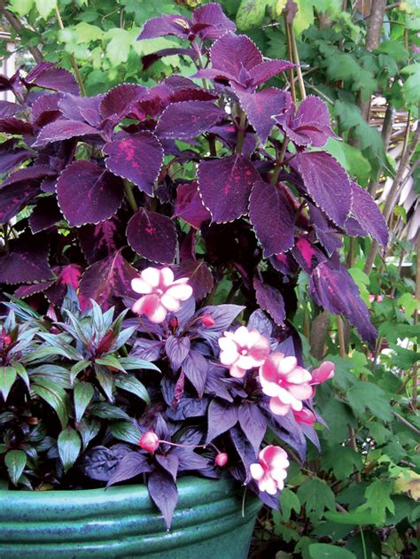 Shade Plants Make Low Light Gardens Pop With Color Sunset