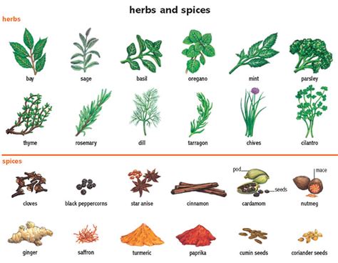 Herbs And Spices Diagram Quizlet