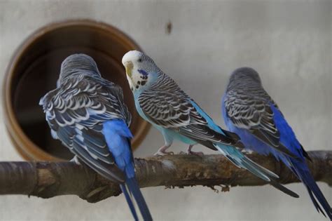106 Good Blue Budgie Names You Will Enjoy Feathered Buddies