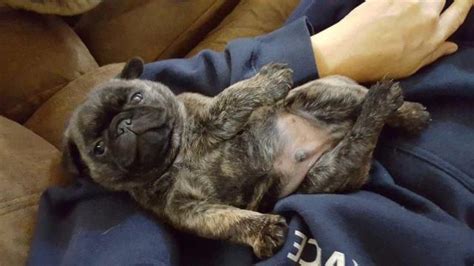 Rehoming fees boys $900 each and girls $1200 each. Brindle & Fawn Pug Puppies for Sale in Medford, Oregon Classified | AmericanListed.com