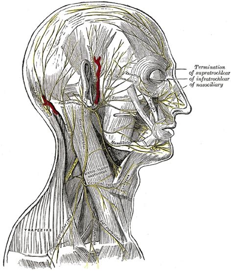 Figure Superficial Nerves Of The Head Statpearls Ncbi Bookshelf