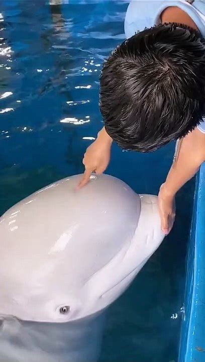 Beluga Has A Squishy Head Video Dailymotion