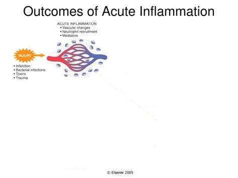 Ppt Inflammation And Repair Powerpoint Presentation Free Download Id
