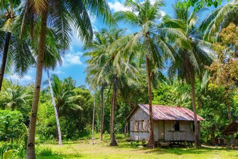 Rural Tropical Landscape Bamboo Hut Surrounded By Palm Forest Stock
