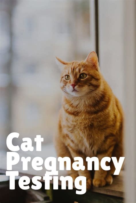 Cat Pregnancy Timeline Changes And What To Expect Guide