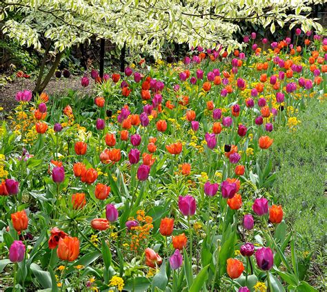 Tulips Tulips In Rembrandt Gardens W2 Sonica Photography Flickr