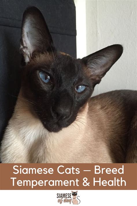 Siamese Cat Breed Temperament And Health Siamese Of Day Siamese